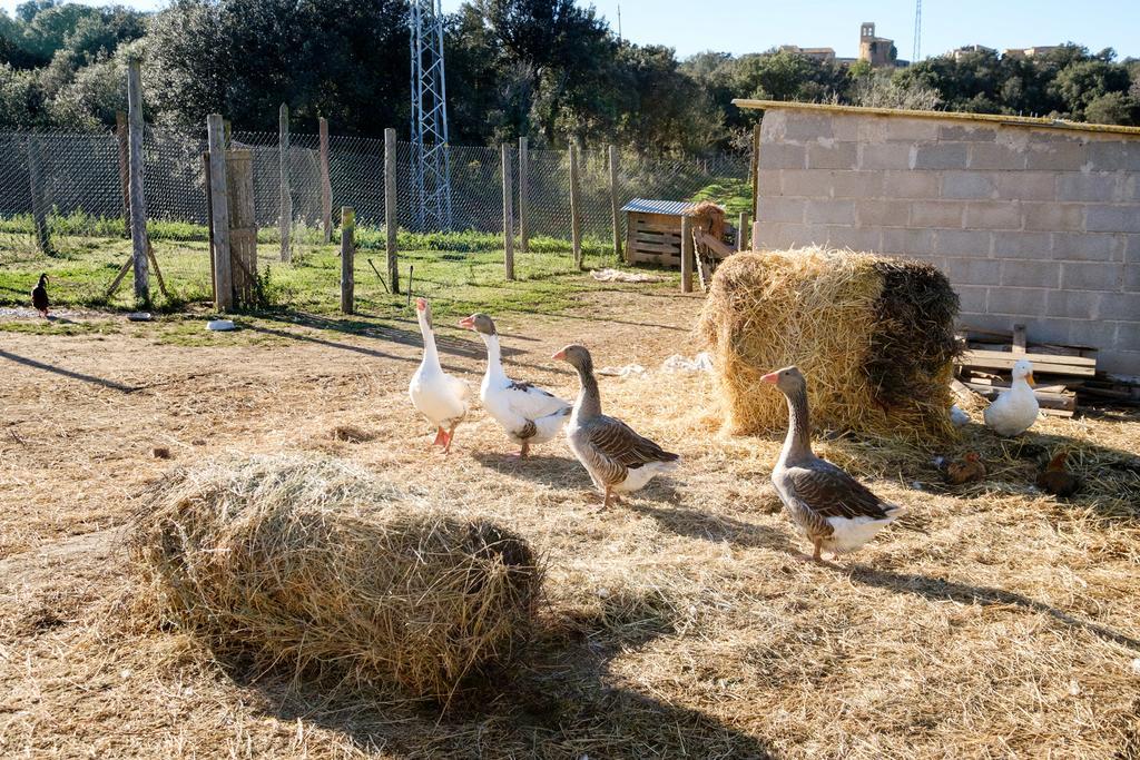 Can Barnosell - Els Masos D'En Coll Llavia Bagian luar foto