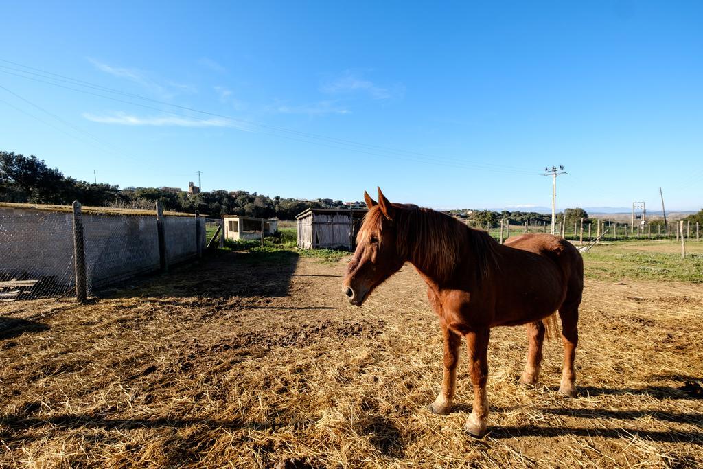 Can Barnosell - Els Masos D'En Coll Llavia Bagian luar foto